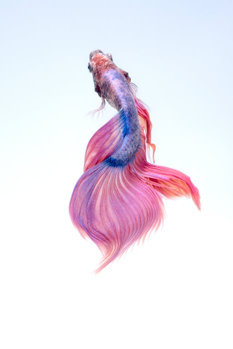 A rainbow Fish