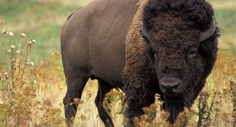 bison-american