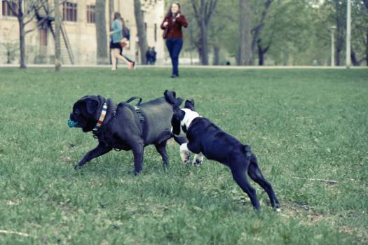 dogs-playing-in-park