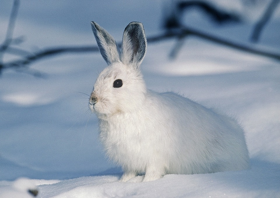 Picture of White rabbit